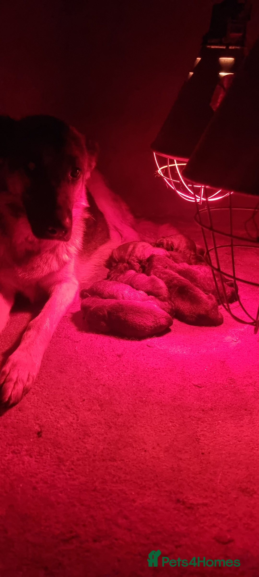 German Shepherd dogs for sale: German Shepherd Puppies - Advert 8