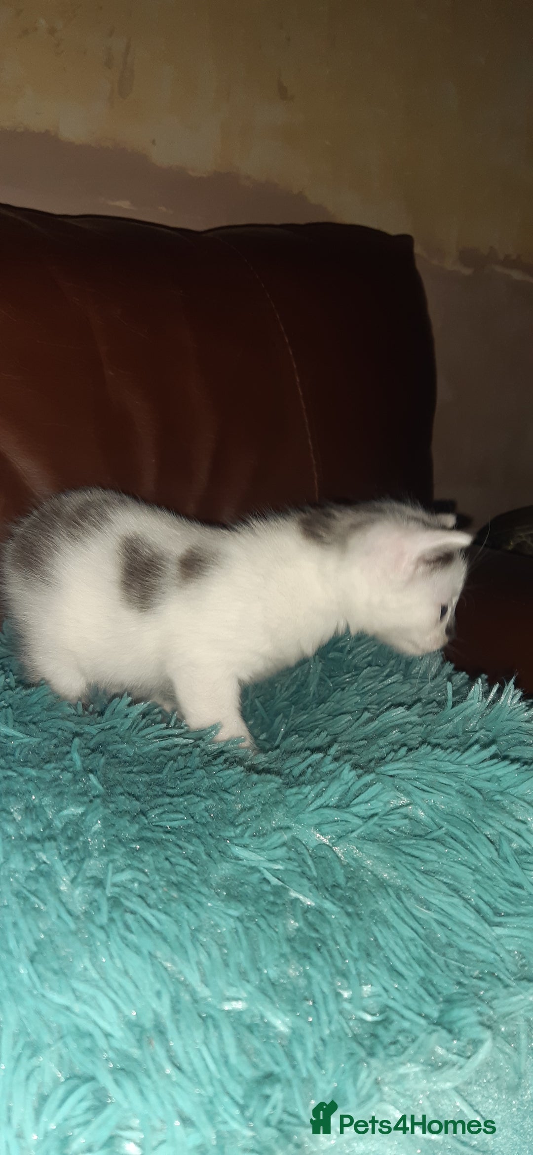 Manx cats for sale: Manx kitten  - Image 7