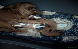 Cavalier King Charles Spaniel dogs for sale: Gorgeous Cavalier King Charles Spaniel puppies - Image 26