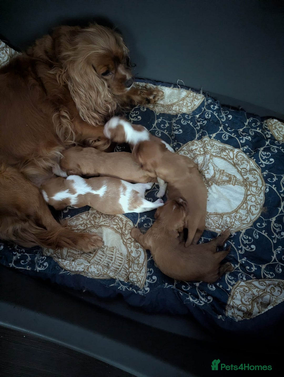 Cavalier King Charles Spaniel dogs for sale: Gorgeous Cavalier King Charles Spaniel puppies - Image 26