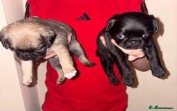 Pug dogs for sale: Pug puppies  - Image 1