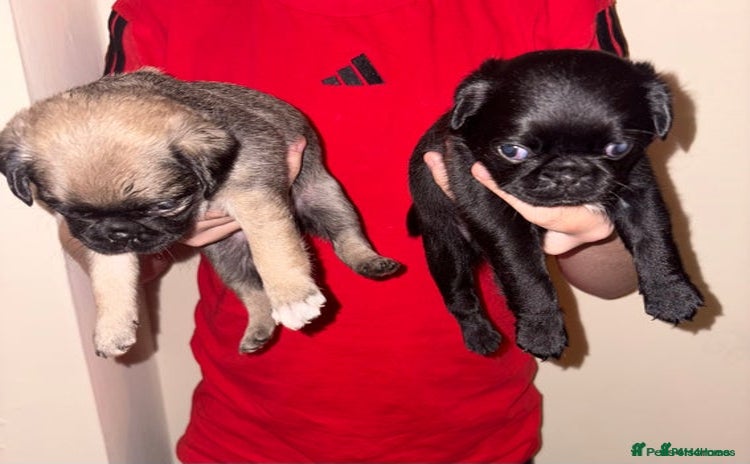 Pug dogs - Advert 3