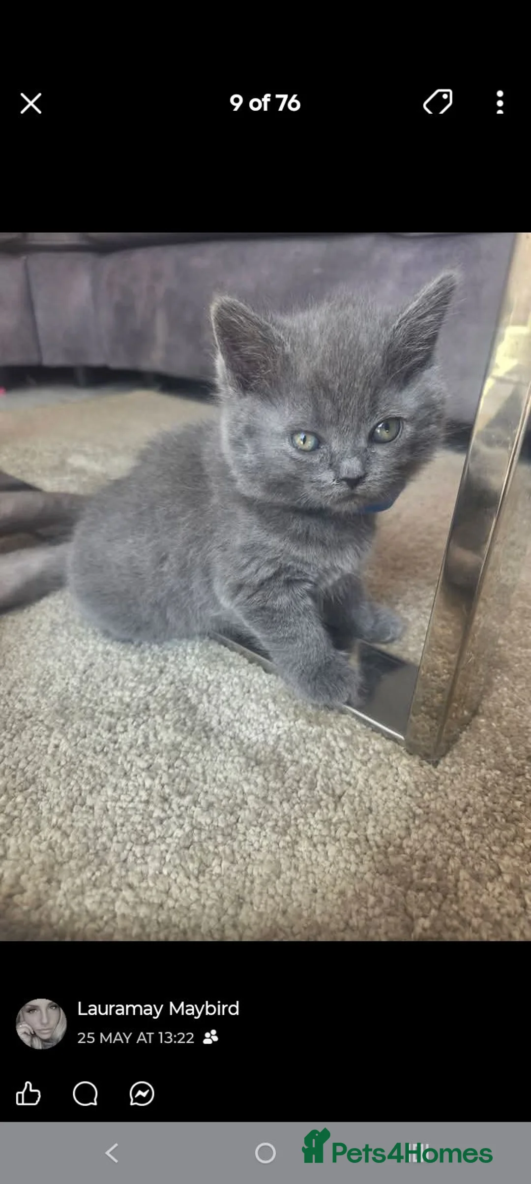 British Shorthair cats for sale: British blues  in Liverpool - Advert 3