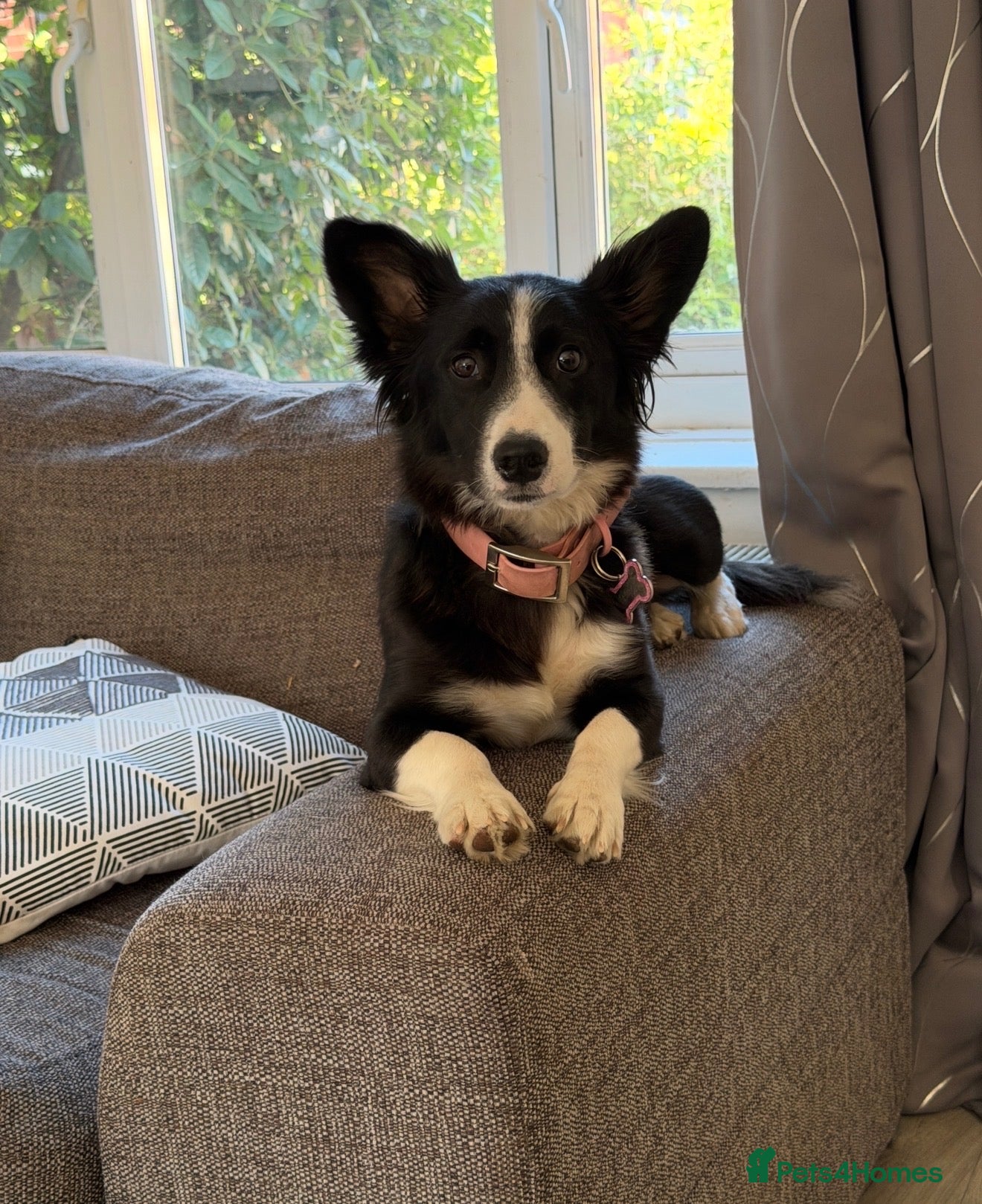 Mixed Breed dogs Border collie cross female  - Advert 2