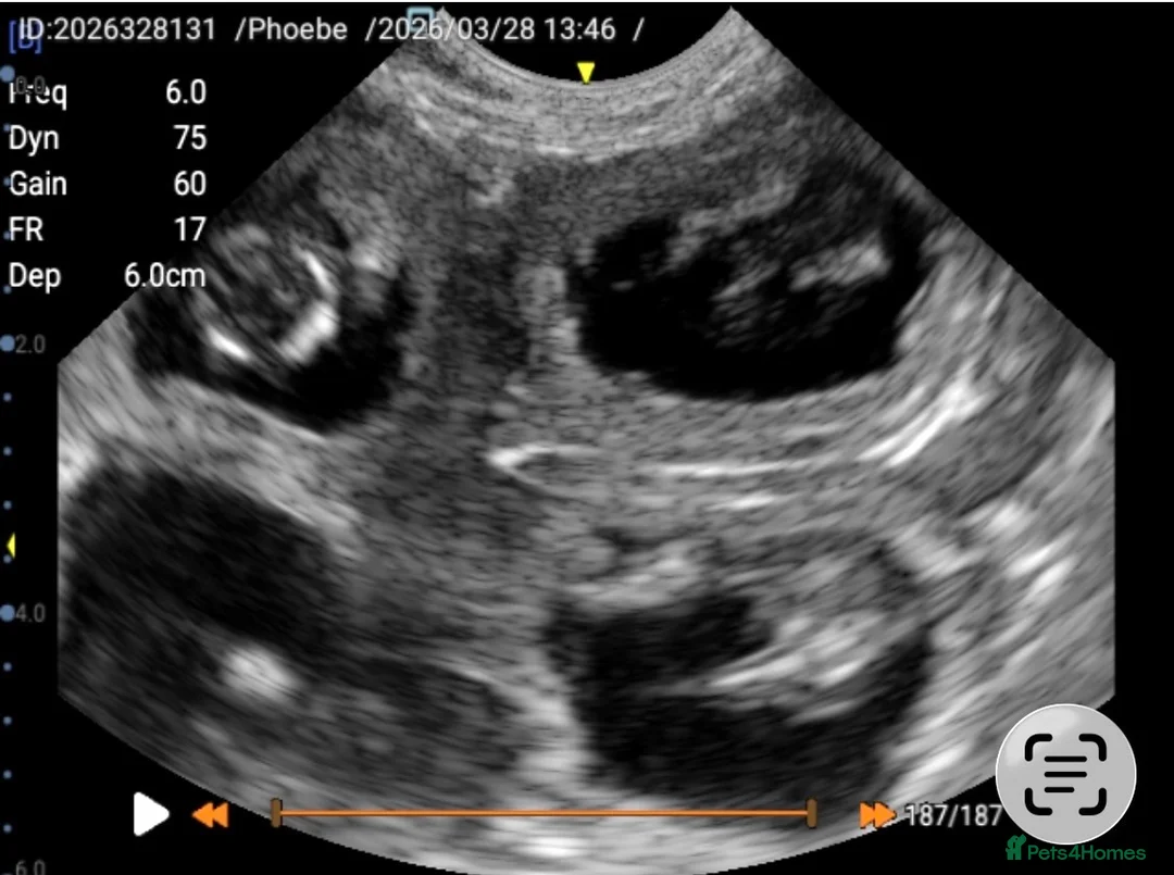 Australian Labradoodle dogs for sale: Australian Labradoodles  - Advert 6