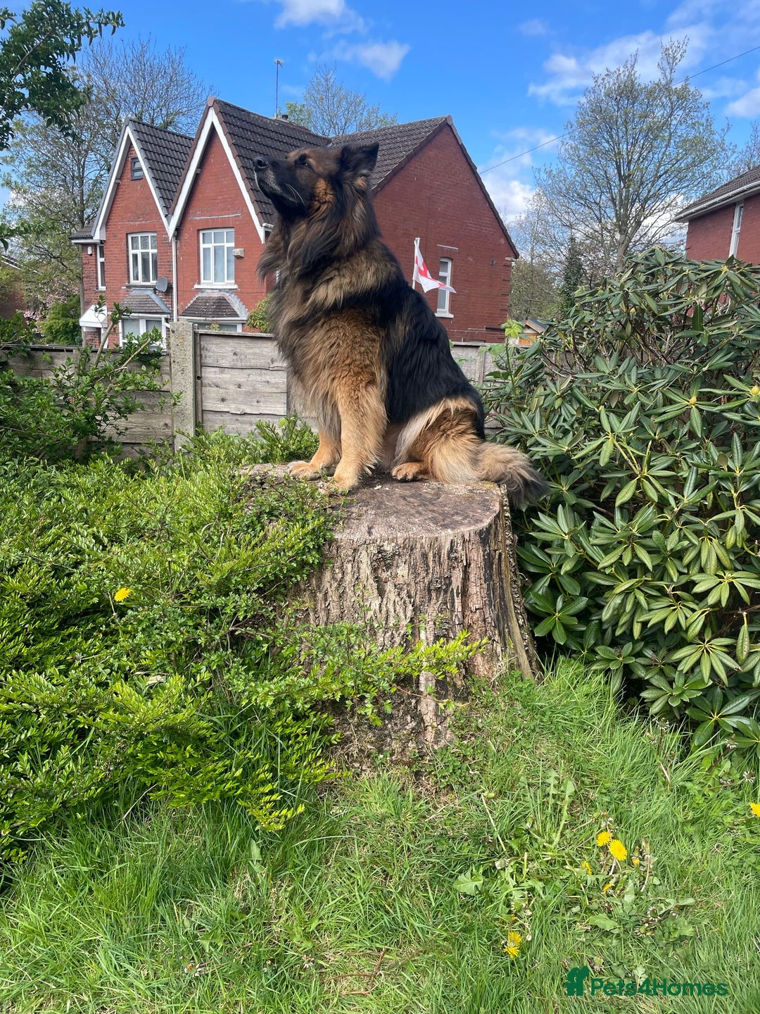 German Shepherd dogs for stud: Pure breed kc registered in Rochdale - Image 1