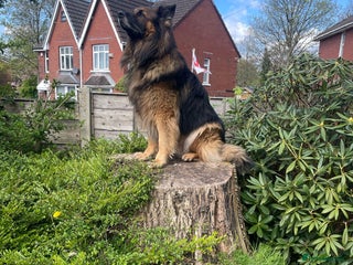 German Shepherd dogs in Rochdale - Advert 21