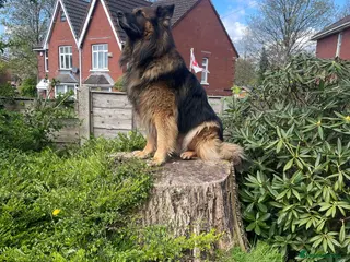 German Shepherd dogs Pure breed kc registered in Rochdale - Advert 2