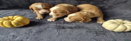 Cocker Spaniel dogs for sale: Beautiful working cocker spaniel puppies in Worcester - Advert 5