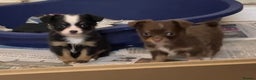 Chihuahua dogs for sale: Chihuahua puppies ready now - Advert 9