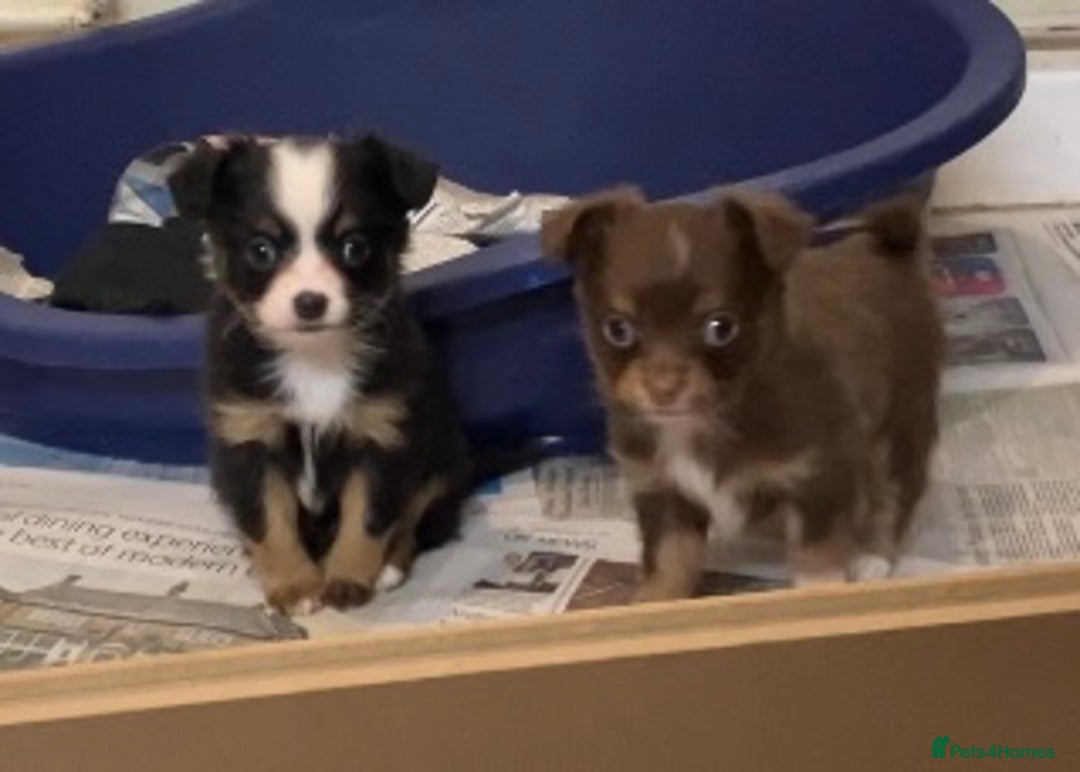 Chihuahua dogs for sale: Chihuahua puppies ready now - Advert 9