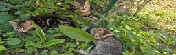 Mixed Breed cats for sale: Cute tabby kittens in London - Advert 13