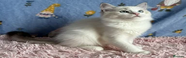 Ragdoll 5