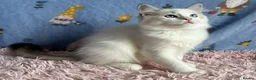 Ragdoll cats for sale: Beautiful Tica Registered Kittens Ragdoll - Advert 12