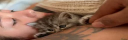 Persian cats for sale: READY TO LEAVE - Female Persian Kitten  - Advert 8