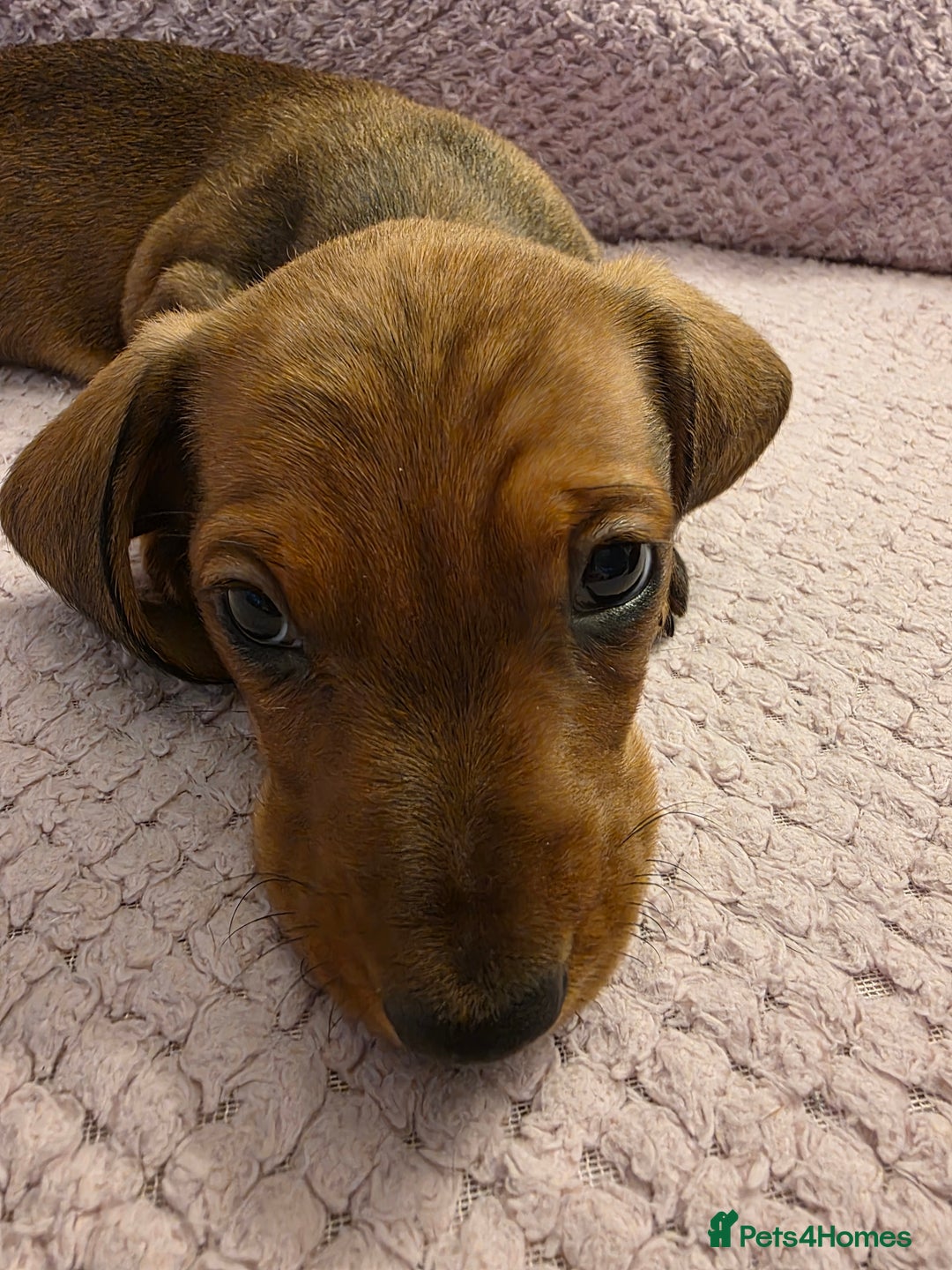 Miniature Dachshund dogs for sale: Miniture dashaunds  - Advert 9