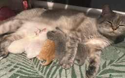 British Shorthair cats for sale: British short hair kittens  - Image 11