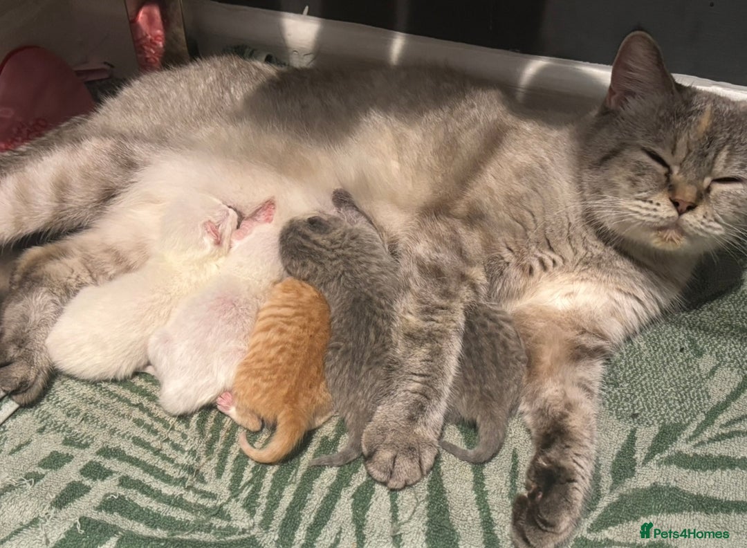 British Shorthair cats for sale: British short hair kittens  - Image 11