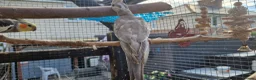 Cockatiels birds for sale: 2 cockatiels left 9 weeks old  - Advert 4