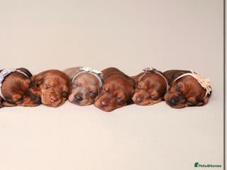 Dachshund dogs Dachshund puppies available - Advert 8