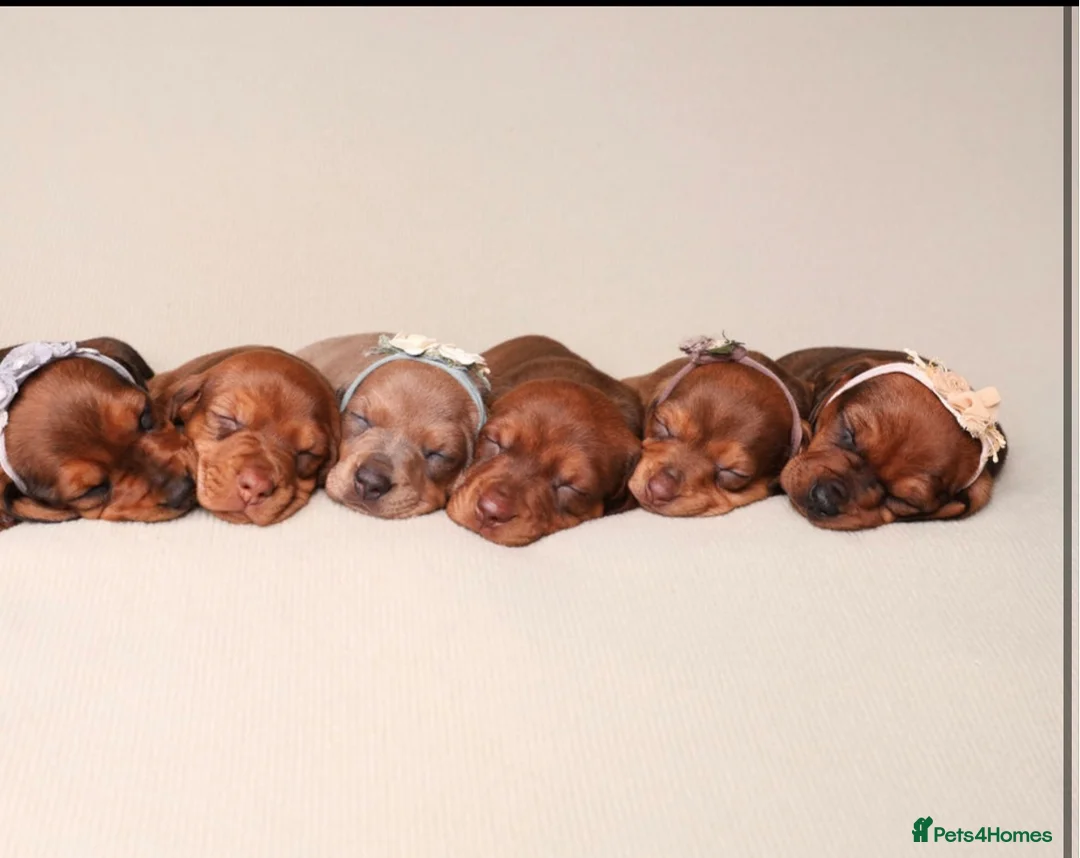 Dachshund dogs for sale: Dachshund choc-based-red puppies available now!! - Advert 2