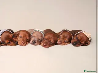 Dachshund dogs Dachshund puppies available - Advert 18