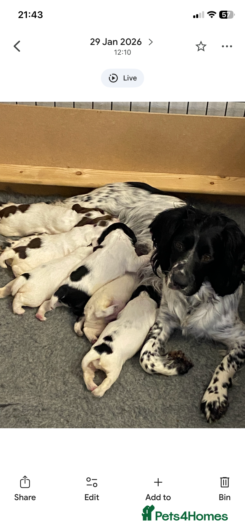 English Springer Spaniel dogs Adoreable English Springer Spaniel Puppies  - Advert 2