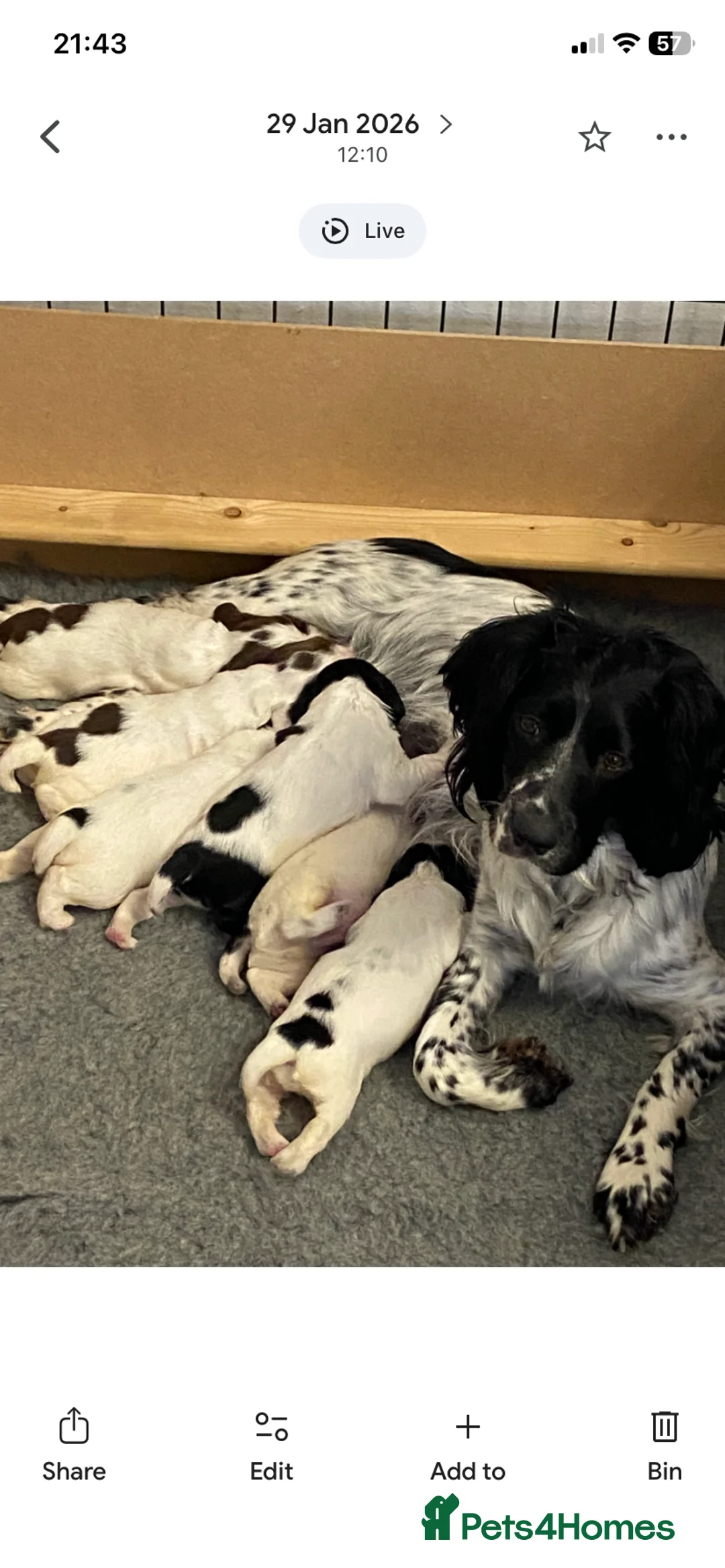 English Springer Spaniel dogs for sale: Adoreable English Springer Spaniel Puppies  - Advert 1