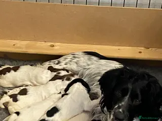 English Springer Spaniel dogs Adoreable English Springer Spaniel Puppies - Advert 4