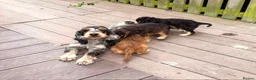 Cockapoo dogs for sale: Gorgeous F1 cockapoo puppies  - Advert 9