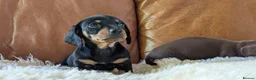 Miniature Dachshund dogs for sale: Gorgeous black & tan miniature dachshund girl - Advert 2