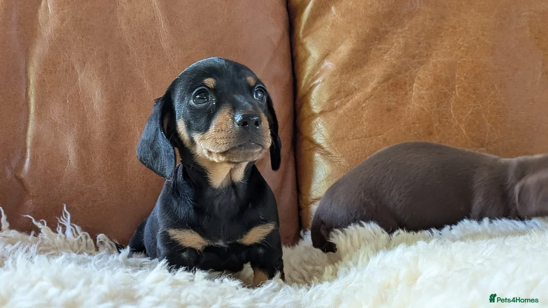 Miniature Dachshund dogs for sale: Gorgeous black & tan miniature dachshund girl - Advert 2
