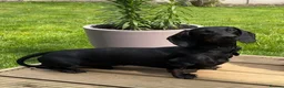 Miniature Dachshund dogs for stud: 🖤🌟𝐖𝐀𝐋𝐓𝐄𝐑🌟🖤 - Advert 5