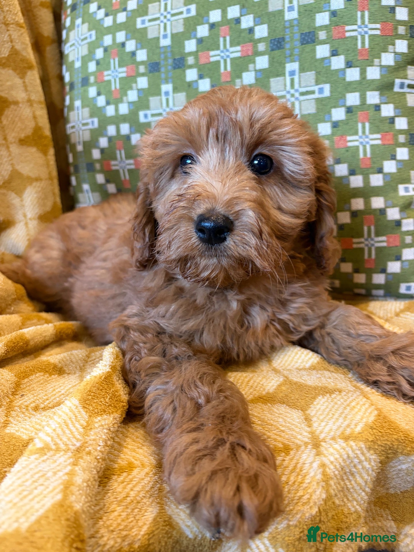 Cockapoo dogs cockapoo puppies ready friday*licensed breeder* - Advert 2
