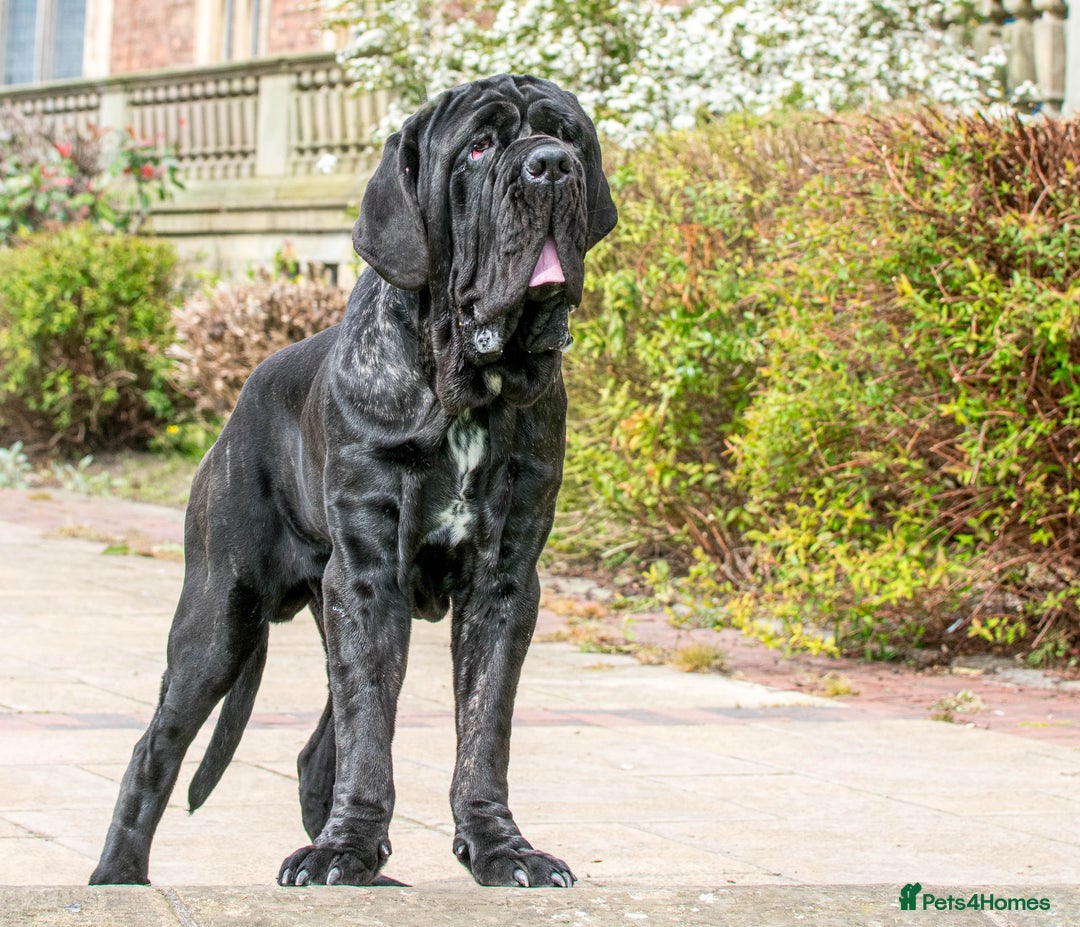 Neapolitan Mastiff dogs for stud: Neapolitan mastiff stud  - Image 4