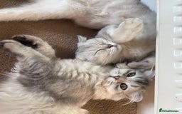 Scottish Fold cats for sale: Scottish fold - Image 6