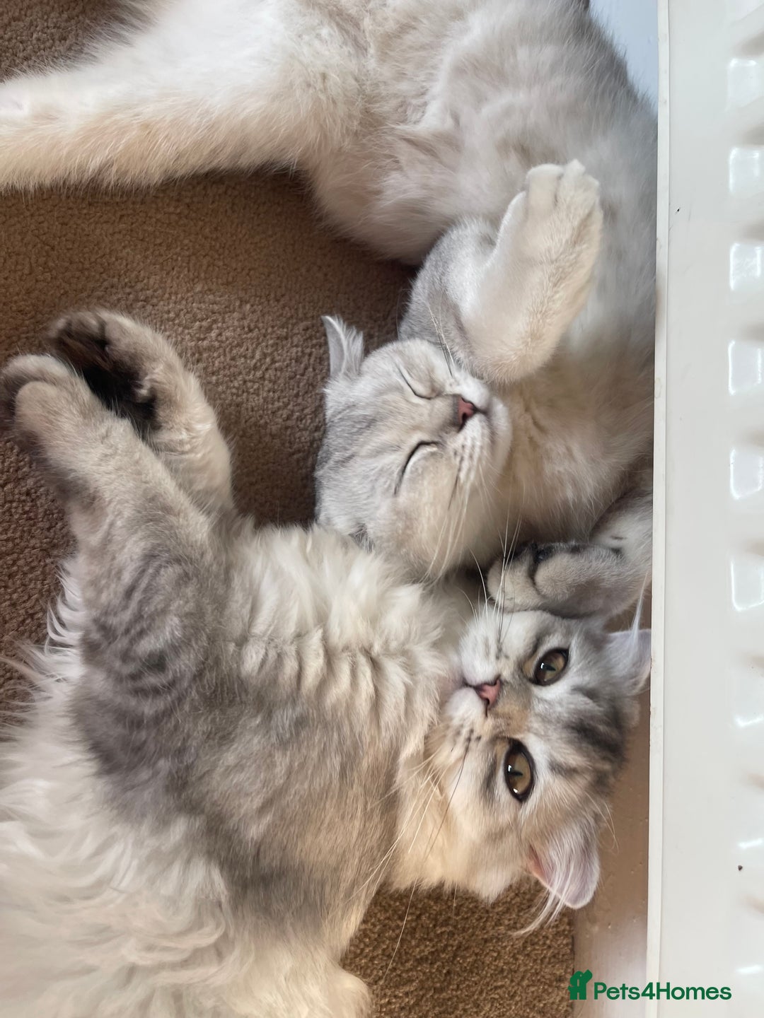 Scottish Fold cats for sale: Scottish fold - Image 6