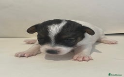 Jackapoo dogs for sale: 7 little bundles of gorgeousness - Image 5