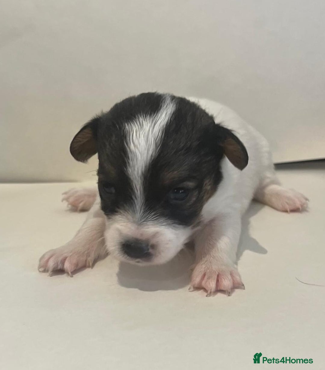 Jackapoo dogs for sale: 7 little bundles of gorgeousness - Image 5