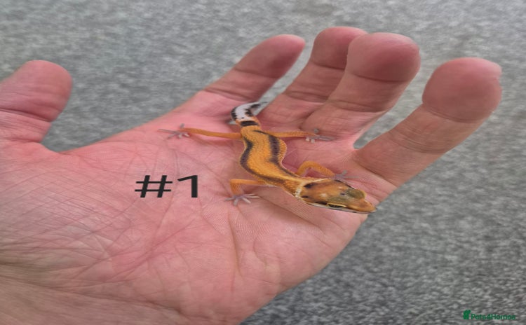 Leopard Gecko reptiles - Advert 1