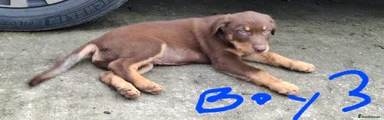 Mixed Breed 3