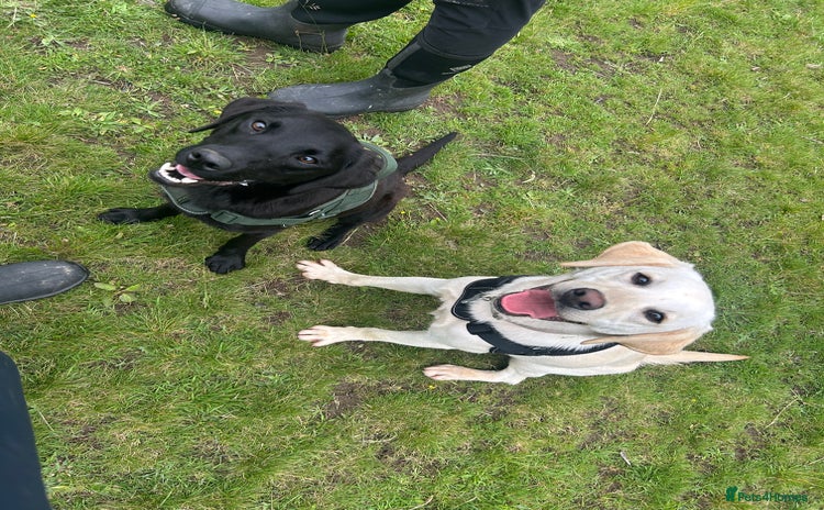 Labrador Retriever dogs - Advert 1