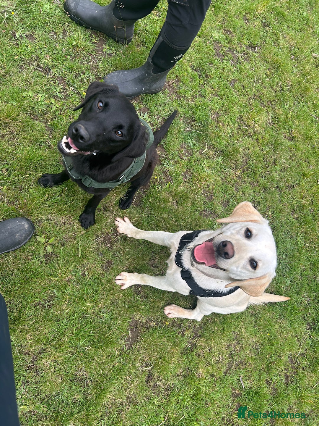 Labrador Retriever dogs for sale: 2 18month old Labrador pups for sale - Image 1