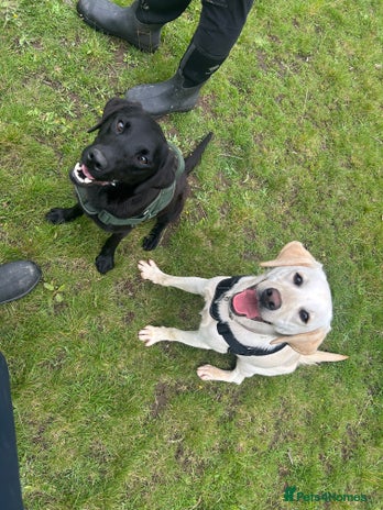 Labrador Retriever dogs - Advert 6