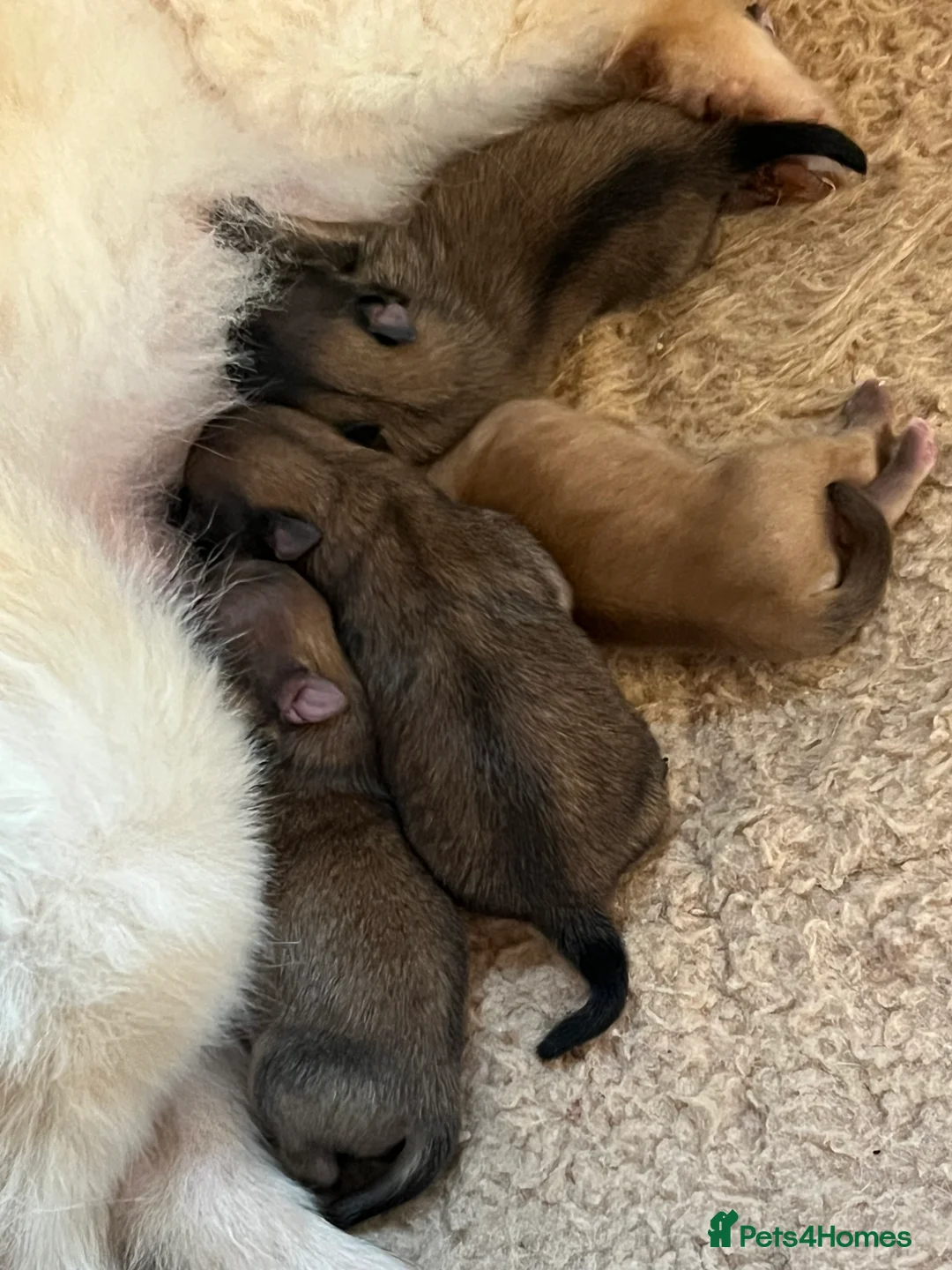 Pomeranian dogs for sale: Teddy bear Pomeranian puppies 🧸 - Advert 12