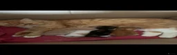Mixed Breed cats for sale: Persian cross kittens ready Friday  - Advert 7