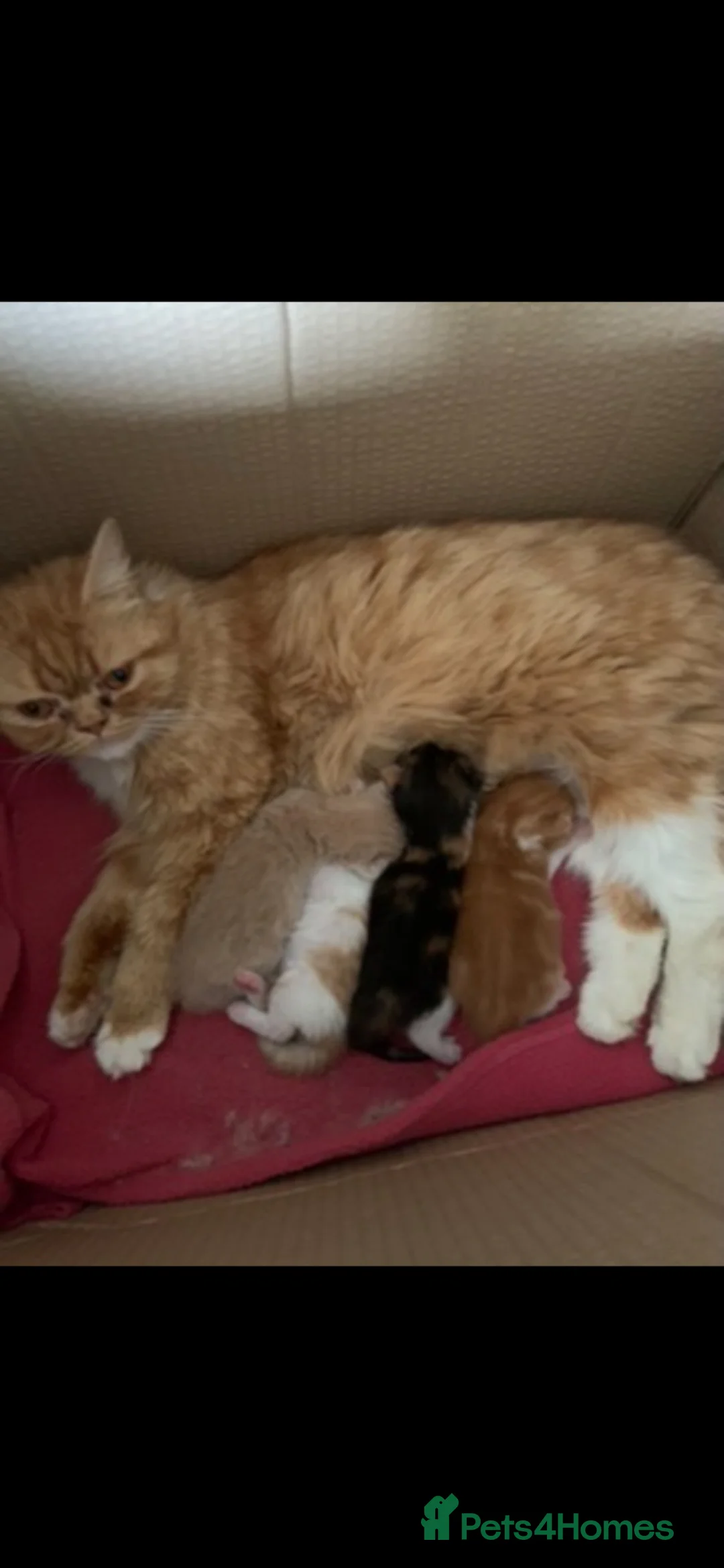 Mixed Breed cats for sale: Persian cross kittens ready Friday  - Advert 7