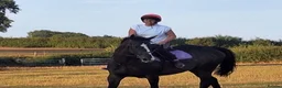 Irish Thoroughbred horses for sale: 15.3H TB Mare ex Racer excellent manners 17 years  - Advert 2