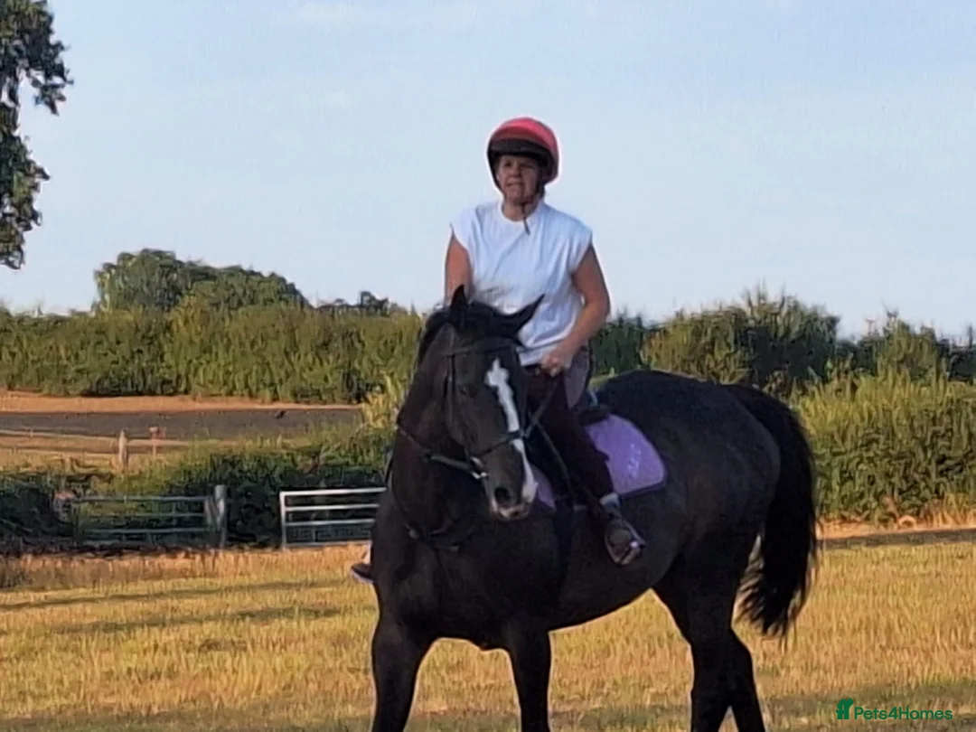 Irish Thoroughbred horses for sale: 15.3H TB Mare ex Racer excellent manners 17 years  - Advert 2