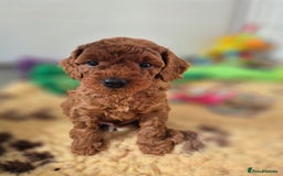 Cavapoo dogs for sale: WAITING LIST NOW OPEN FOR SUMMER 2026.  - Image 3